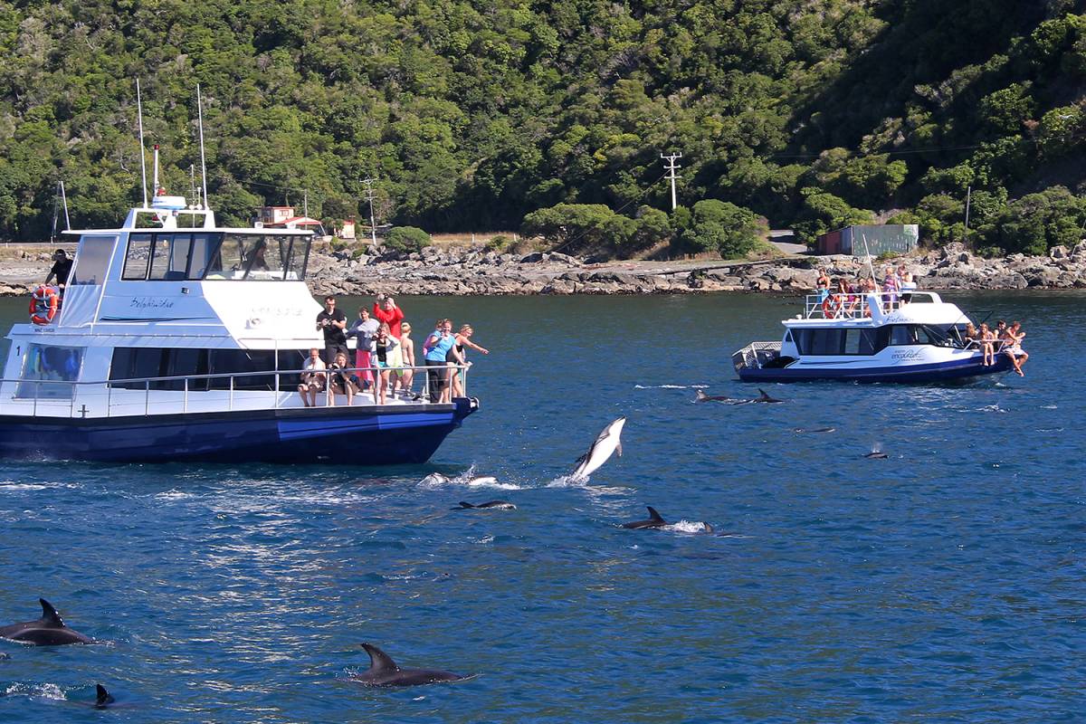 New Zealand's Original Dolphin Tours