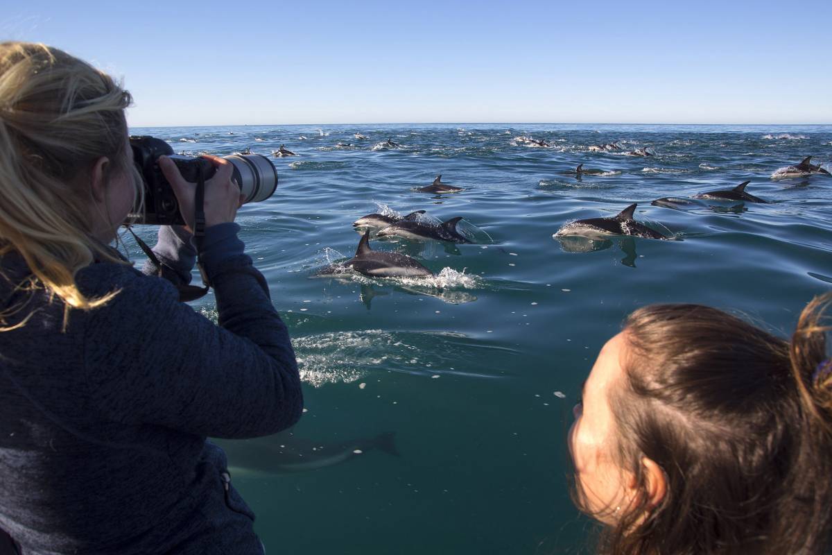 DOLPHIN-WATCHING FROM THE COMFORT OF THE BOAT