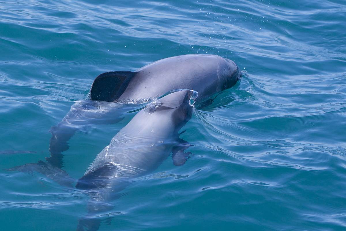 Hector's Dolphins