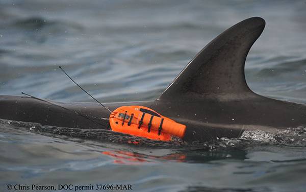 Read more on Researching Dusky Dolphin Behavioral Ecology