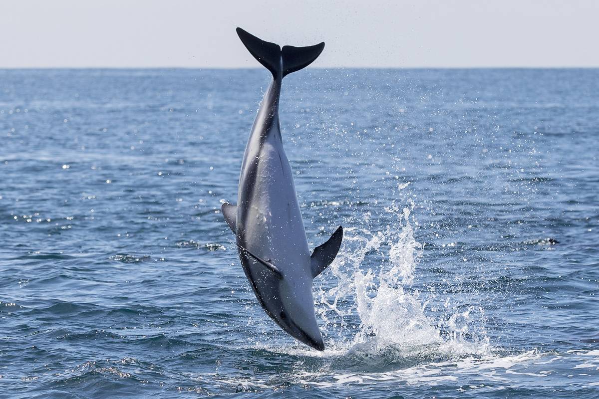 WATCH THE ACROBATS OF THE SEA