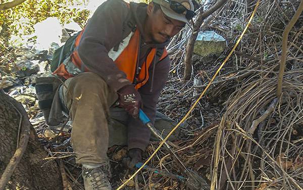 Read more on Oaro Old Man's Beard Control Group