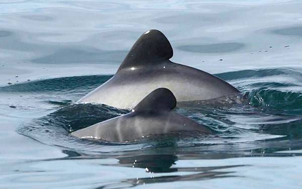 Read more on Kaikōura Ocean Research Institute