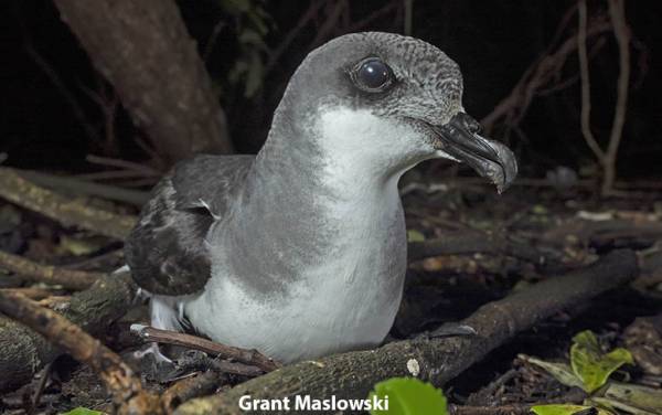 Read more on Chatham Petrel Foraging Ecology and Climate Change