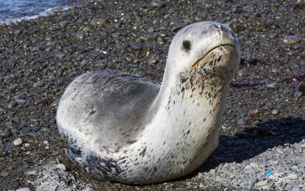 Read more on LeopardSeals.org